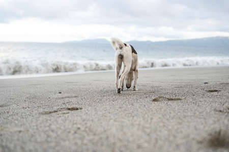 Dog enjoying summer at the beach.の写真素材