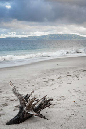 Tree trunk driftwood at the seashore.の写真素材