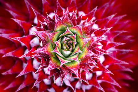 Young pineapple red spikes spiral pattern.の写真素材