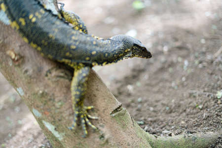 Alerted monitor lizard in tree trunk.の写真素材