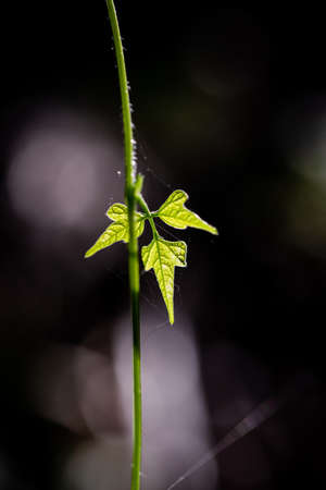 Wild vine in backlit with creamy bokeh background.の写真素材