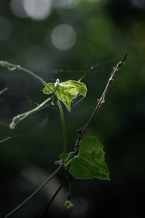 Wild vine in backlit with creamy bokeh background.の写真素材