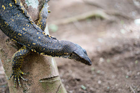 Alerted monitor lizard in tree trunk.の写真素材