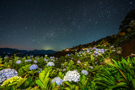 Beautiful flowers blloms under the starry skies at Northern Blossoms, Atok, Benguet, Philippines.の写真素材
