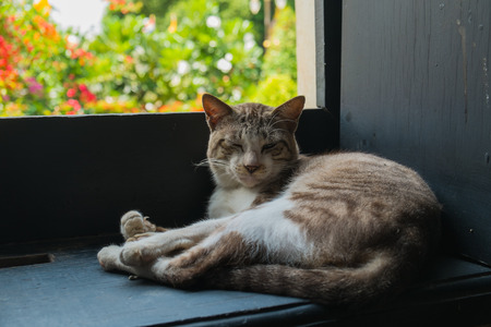 Sleeping cat portrait waking up on the windowの写真素材