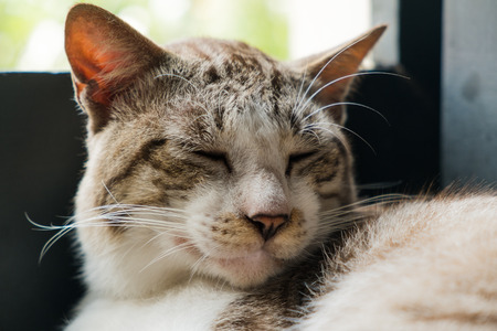 Close-up sleeping catの写真素材