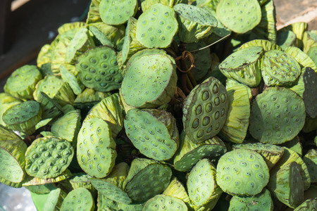 Many Bouquet of Lotus seed podの写真素材
