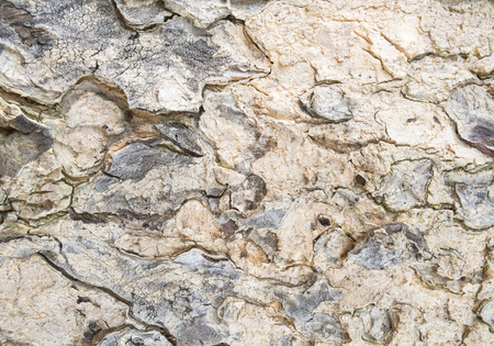 Wood Bark Pattern Texture Background