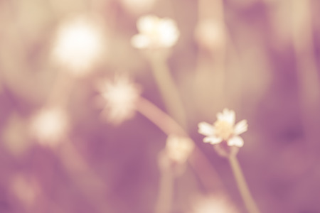 Abstract vintage tone beautiful flower Grass blowing in the wind motion blur for background or wallpaperの写真素材