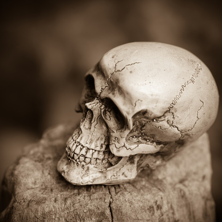 still life and vintage of skull human on tree stump(sepia tone with vignette)の写真素材