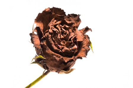 faded rose isolated on white backgroundの写真素材