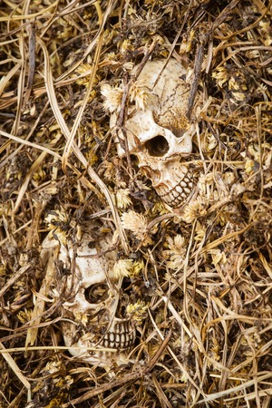 Still life,two human skull on dried grass