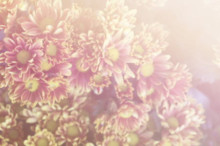 Abstract beautiful flowers made with color filters  for backgroundの写真素材