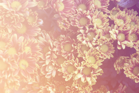 Abstract beautiful flowers made with color filters  for backgroundの写真素材