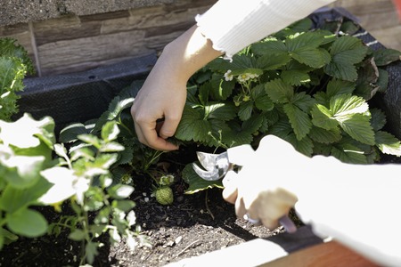 Beautiful woman taking care of urban vegetables garden also known as urban farm or rooftop gardenの写真素材