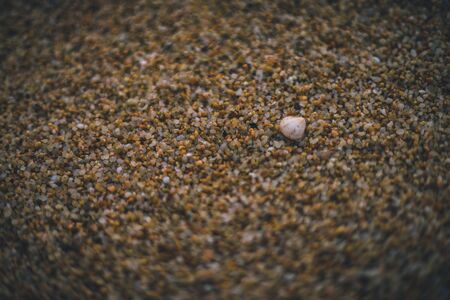 Little shell on the beach sandの写真素材
