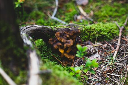 Yellow foot mushrooms under tree root closeup