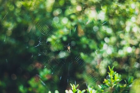 Small spider on its spider web with blurred green leaves on the backgroundの写真素材