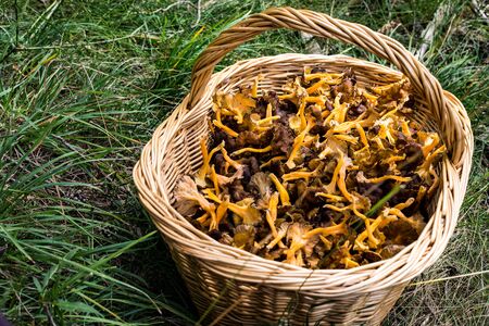 Wicker basket full with yellow foot mushrooms