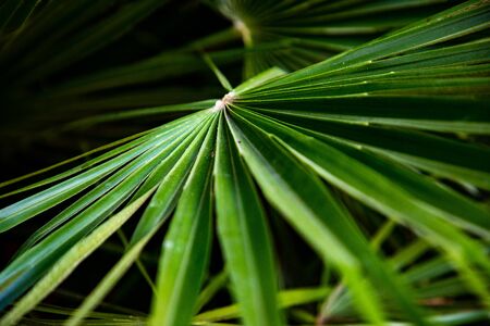 Macro of green palm leaf perspective viewの写真素材