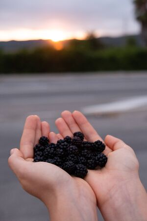 Feminine hands holding blackberries closeup with sunset on backgroundの写真素材