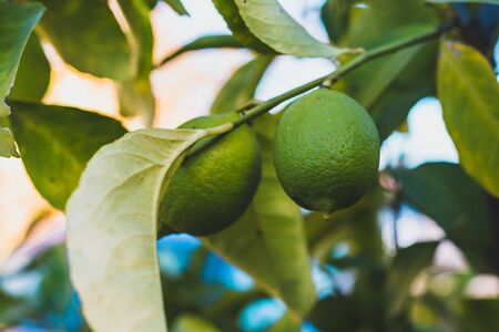 Close up of two green lemons hanging of a tree with green leafsの写真素材