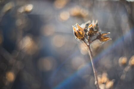 Close up of a dried flower with spiderweb in itの写真素材