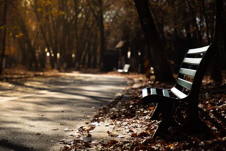 View of a bench in autumn with sunset lightの写真素材