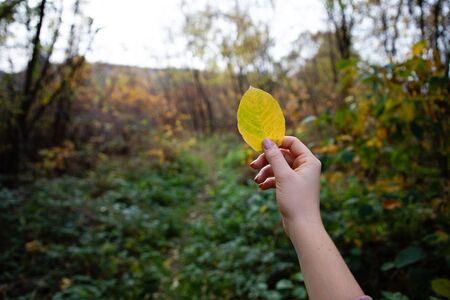 Girl hand holding a yellow leave with forest in the backgroundの写真素材