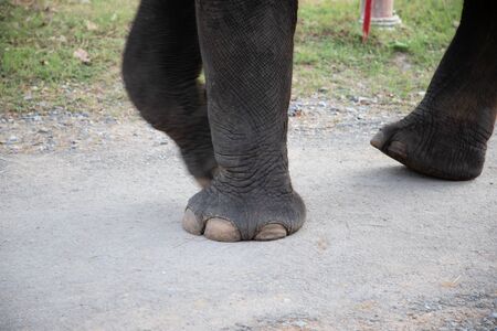 Elephant feet with chainsの写真素材