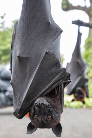 Close up of two Giant bats hanging upside down in Bali, Indonesia