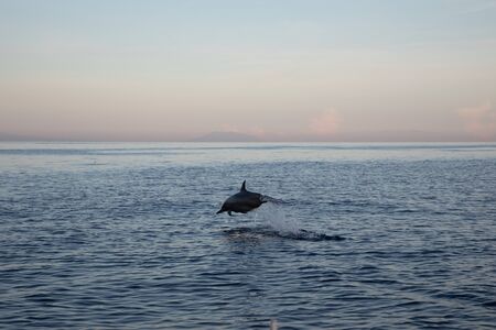 View of a wild dolphin jumping in the water with sunset in Lovina beach, Baliの写真素材