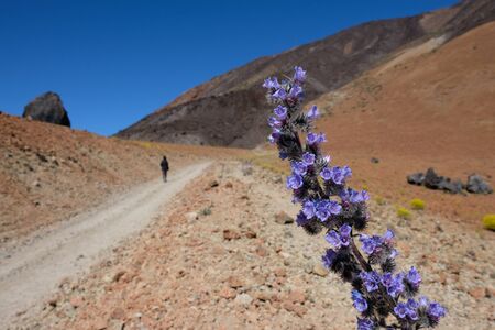 Pink flowers with blurred hiker on background and copy space