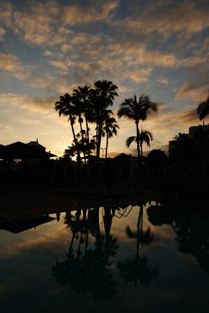 Sunset over pool with palmの写真素材