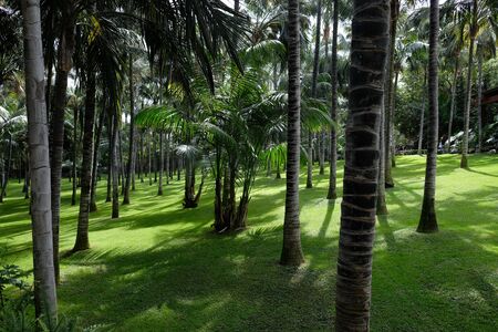 Palm forest with really clean and green lawnの写真素材