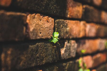 Close up of a green sprout growing from an old brown wall of billetsの写真素材