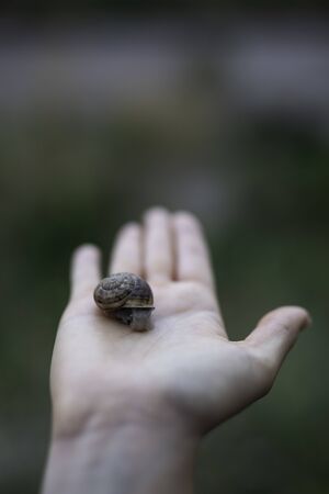 Woman hand holding a snail outdoors closeup shot with copy spaceの写真素材