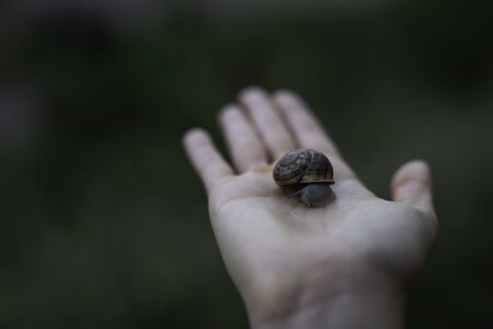Woman hand holding a snail outdoors closeup shot with copy spaceの写真素材