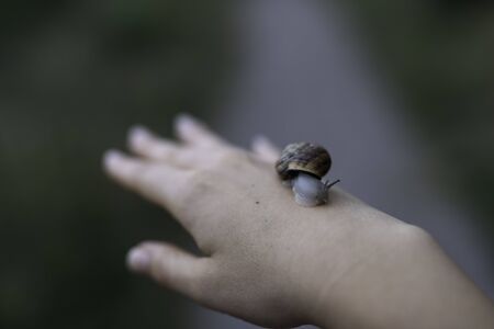 Woman hand holding a snail outdoors closeup shot with copy spaceの写真素材