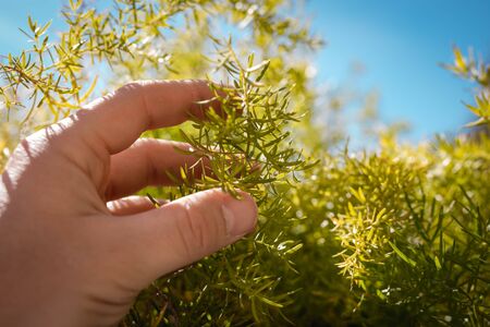 Man hand holding green plant with blue sky on the background home garden concept with copy space