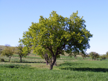 apricot tree prepared to bear fruitの写真素材