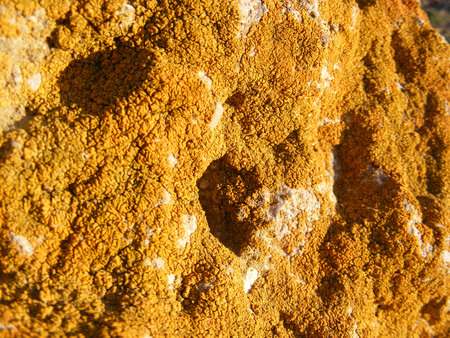 Moss covered rock surfacesの写真素材