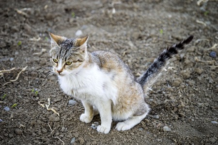 that cat poopの写真素材