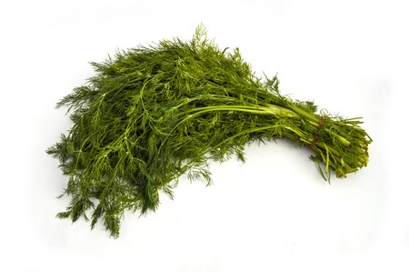 Dill plant, green dill, a bunch of dill, white background with dill picturesの写真素材