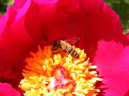 Pollen gathering bee and red flowerの写真素材