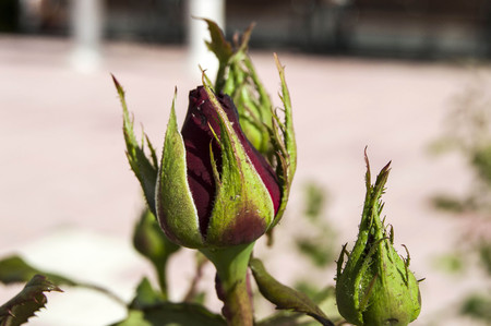red rose budの写真素材