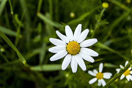 Daisy flowers, pictures of daisy flowers for lovers day, the most wonderful natural daisies for web...