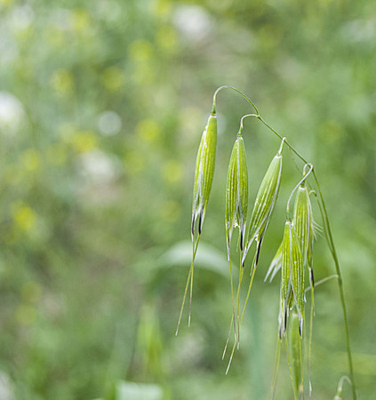 Oat plant, green oat, immature oat pictures, cereal plant oat Green oat plant on the field, oat plant from the wheat germの写真素材