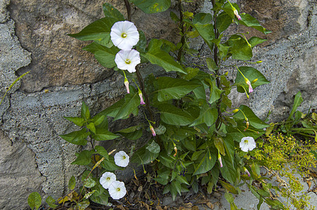 The ivy plant and the white flowers between the pavement stones, the plant of the ivy,