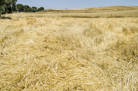 Stubble and straw residues on harvested wheat fields have beenの写真素材